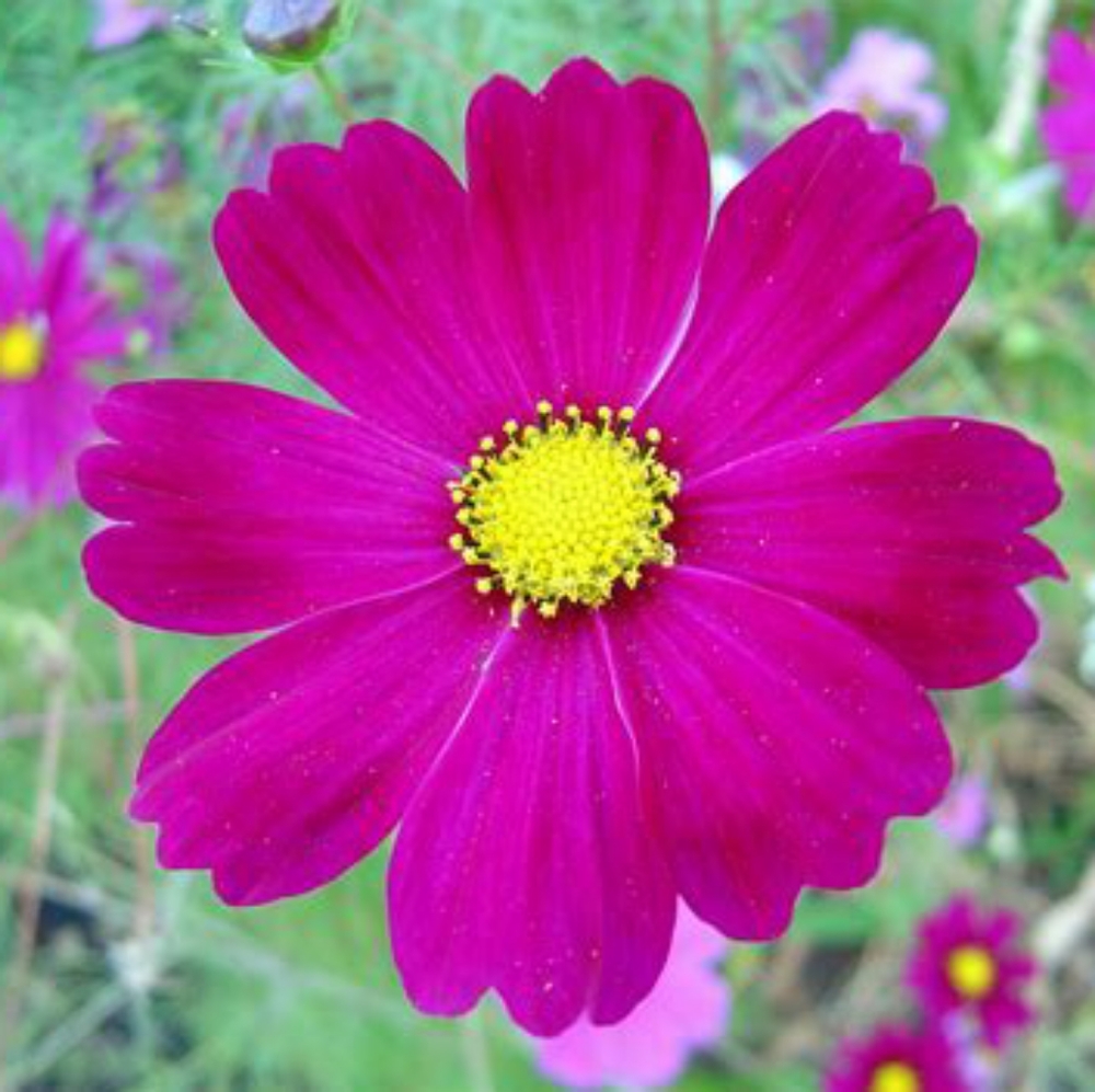 Meet your Posher, Yatzil